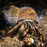 Pagurus bernhardus